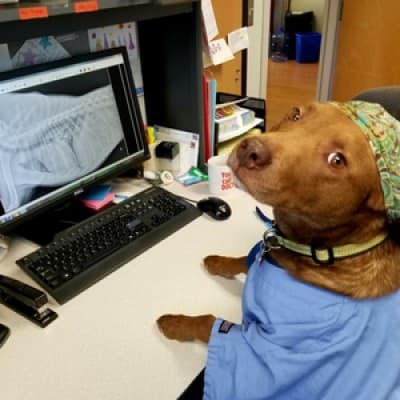 VETERINARY REFERRAL & CRITICAL CARE, INC.