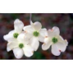 COMPREHENSIVE PAIN CARE MED. CTRS., INC.