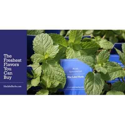 NORTEX WHOLESALE NURSERY, INC.