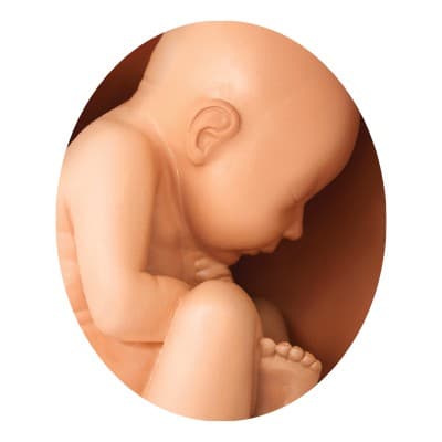 GAUMARD SCIENTIFIC COMPANY INC.