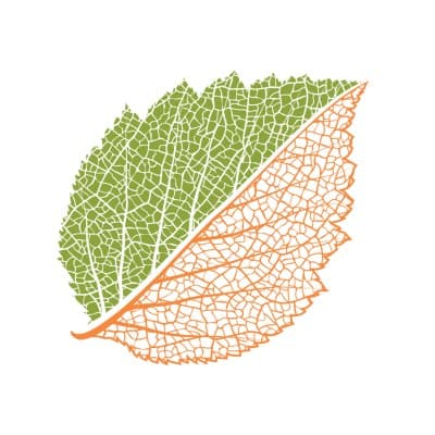 BOTANICAL RESEARCH INSTITUTE OF TEXAS logo image