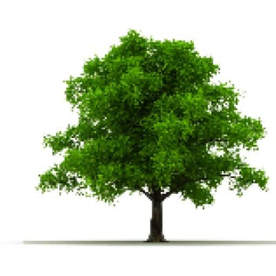 ARBOR CAPITAL MANAGEMENT CORP